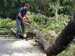 Best Palm Tree Trimming  in Prairie Creek, AR