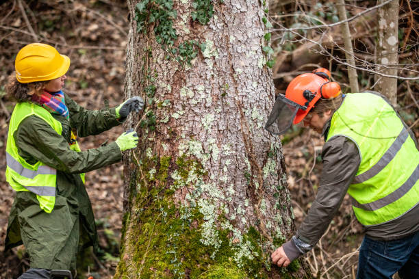 How Our Tree Care Process Works  in  Prairie Creek, AR